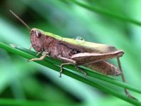 Chorthippus dorsatus, Wiesengrashüpfer