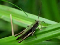 Chorthippus dorsatus, Wiesengrashüpfer