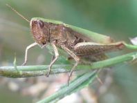 Chorthippus dorsatus, Wiesengrashüpfer