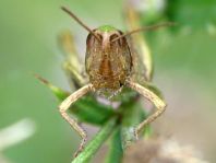 Chorthippus dorsatus, Wiesengrashüpfer