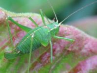 Punktierte Zartschrecke, Leptophyes punctatissima