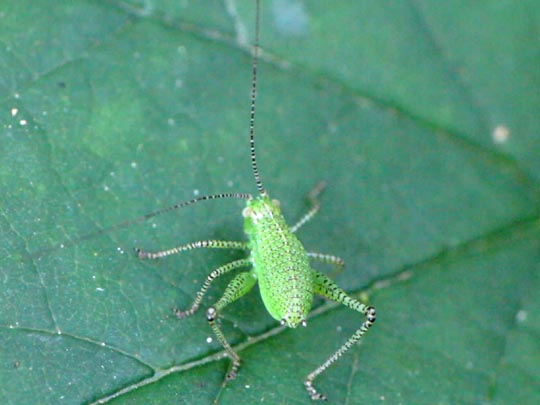 Nymphe