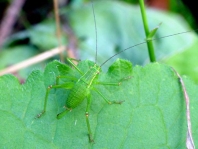 Punktierte Zartschrecke, Leptophyes punctatissima