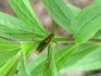 Punktierte Zartschrecke, Leptophyes punctatissima
