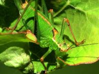 Punktierte Zartschrecke, Leptophyes punctatissima