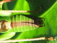 Punktierte Zartschrecke, Leptophyes punctatissima