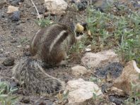 Atlantoxerus getulus, Atlashörnchen