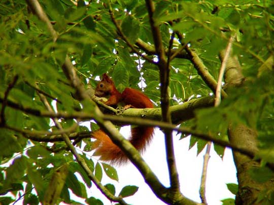 Sciurus vulgaris, Eichhörnchen