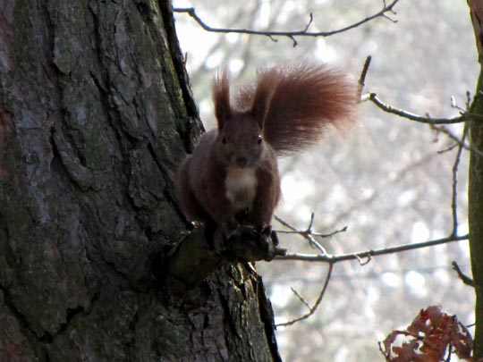 Sciurus vulgaris, Eichhörnchen