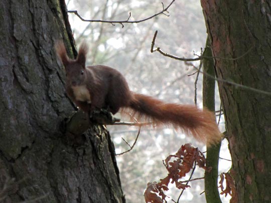 Sciurus vulgaris, Eichhörnchen