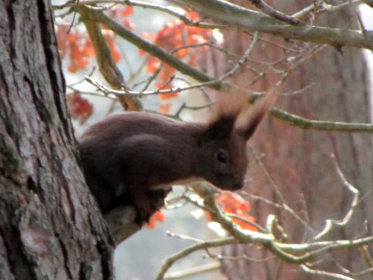 Sciurus vulgaris, Eichhörnchen
