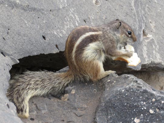 Atlantoxerus getulus, Atlashörnchen