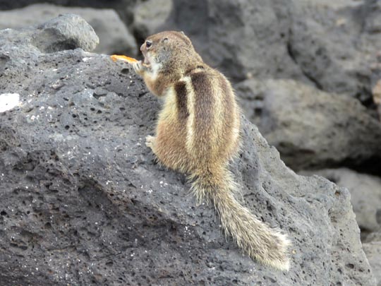 Atlantoxerus getulus, Atlashörnchen