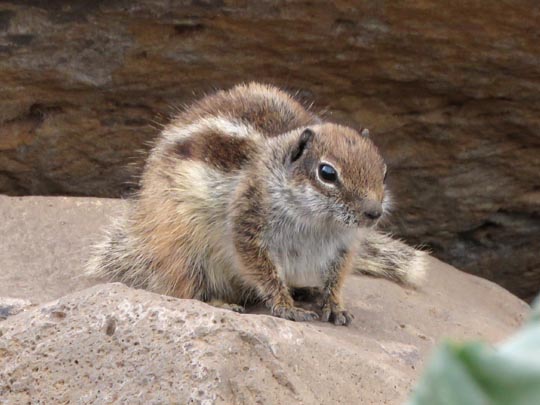 Atlantoxerus getulus, Atlashörnchen