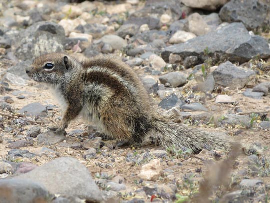Atlantoxerus getulus, Atlashörnchen