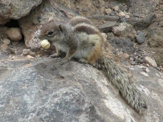 Atlantoxerus getulus, Atlashörnchen