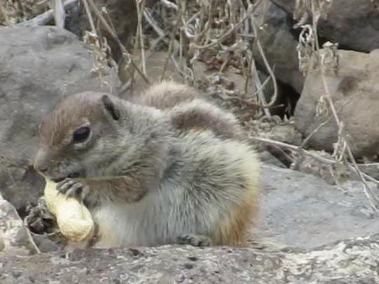 Atlantoxerus getulus, Atlashörnchen