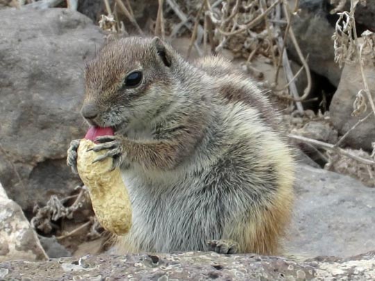 Atlantoxerus getulus, Atlashörnchen