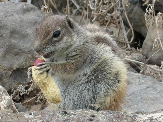 Atlantoxerus getulus, Atlashörnchen