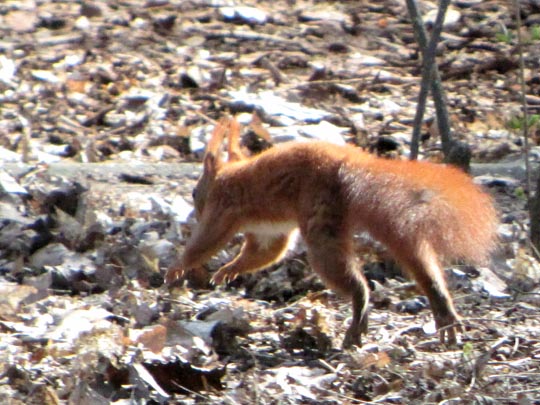 Sciurus vulgaris, Eichhörnchen