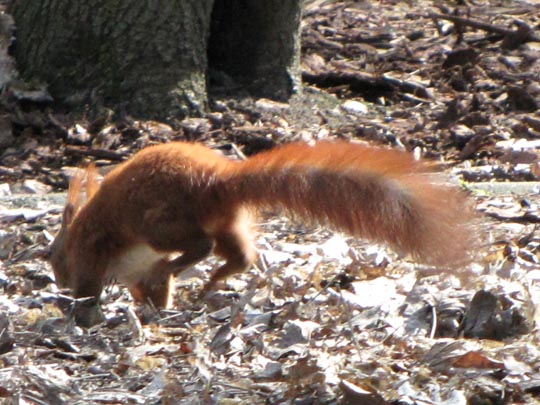 Sciurus vulgaris, Eichhörnchen