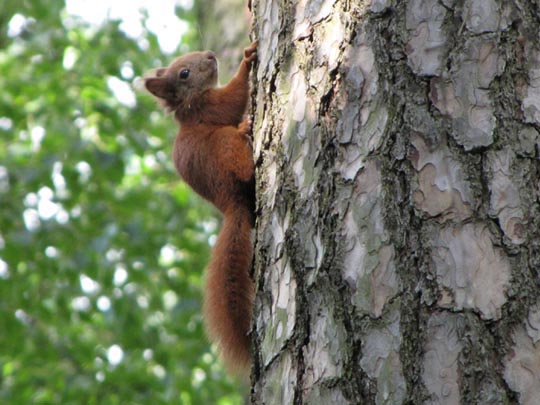 Sciurus vulgaris, Eichhörnchen