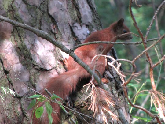 Sciurus vulgaris, Eichhörnchen