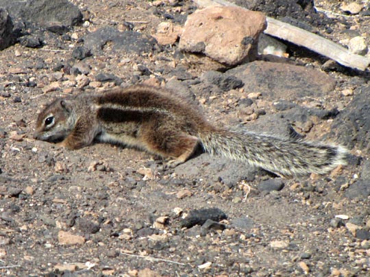 Atlantoxerus getulus, Atlashörnchen