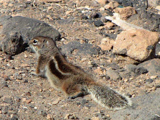 Atlantoxerus getulus, Atlashörnchen