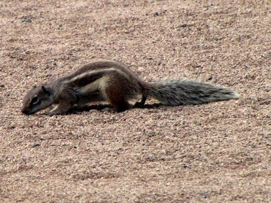 Atlantoxerus getulus, Atlashörnchen