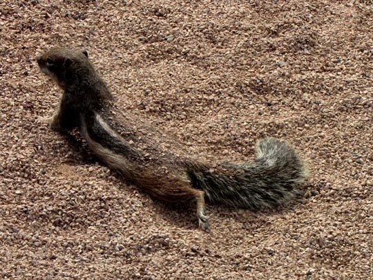 Atlantoxerus getulus, Atlashörnchen