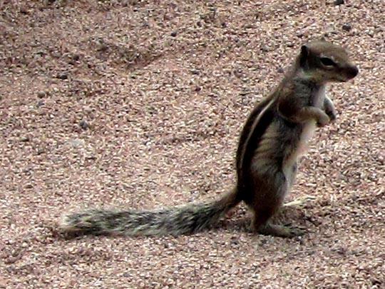 Atlantoxerus getulus, Atlashörnchen