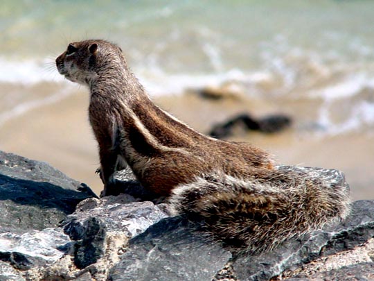 Atlantoxerus getulus, Atlashörnchen