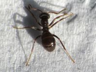 Formicidae, Ameisen