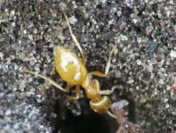 Formicidae, Ameisen