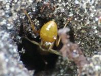 Formicidae, Ameisen