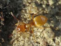 Formicidae, Ameisen