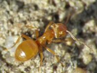 Formicidae, Ameisen