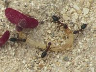 Formicidae, Ameisen