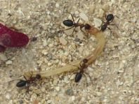 Formicidae, Ameisen
