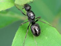Formicidae, Ameisen