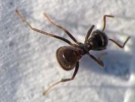 Formicidae, Ameisen
