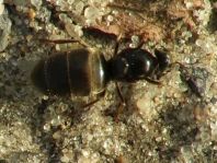 Formicidae, Ameisen
