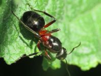 Formicidae, Ameisen