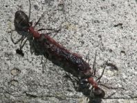 Formicidae, Ameisen
