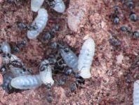 Formicidae, Ameisen