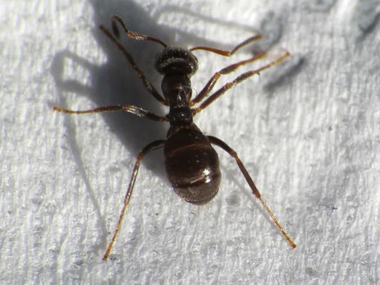 Formicidae, Ameisen