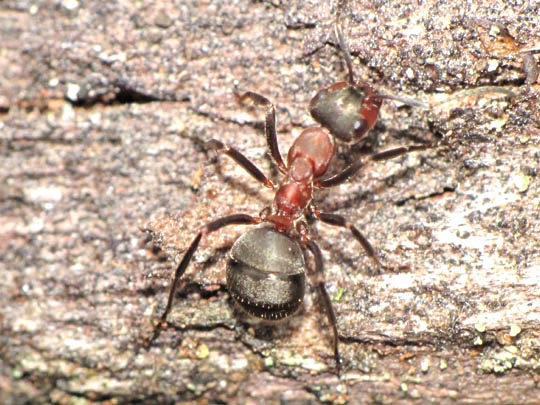 Formicidae, Ameisen