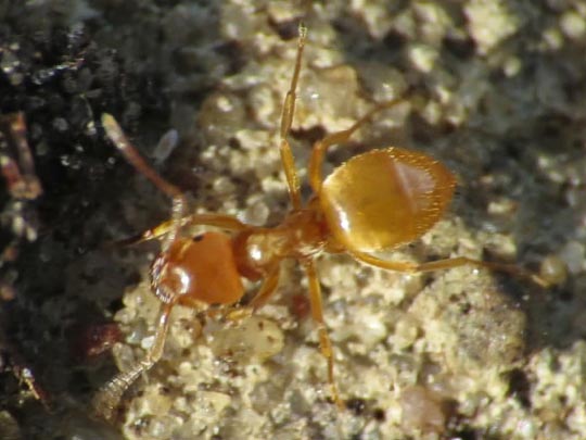 Formicidae, Ameisen