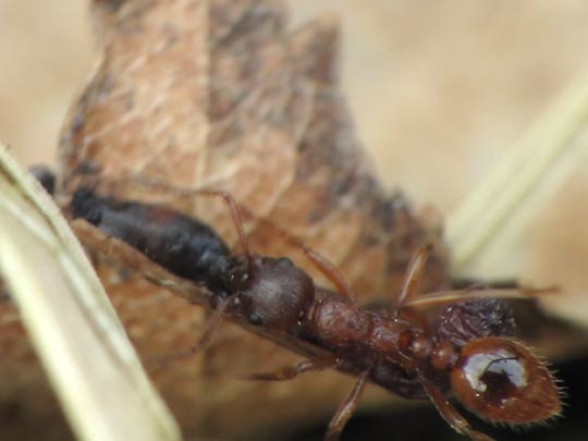 Formicidae, Ameisen